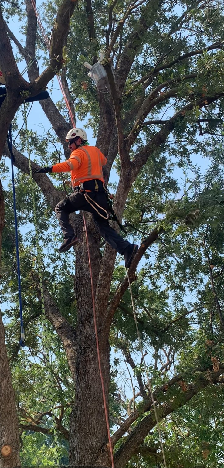 Line Clearance Tree Trimming trainee in a safety orange shirt and helmet jumping while in a tree while hooked up to ropes and other safety equipment