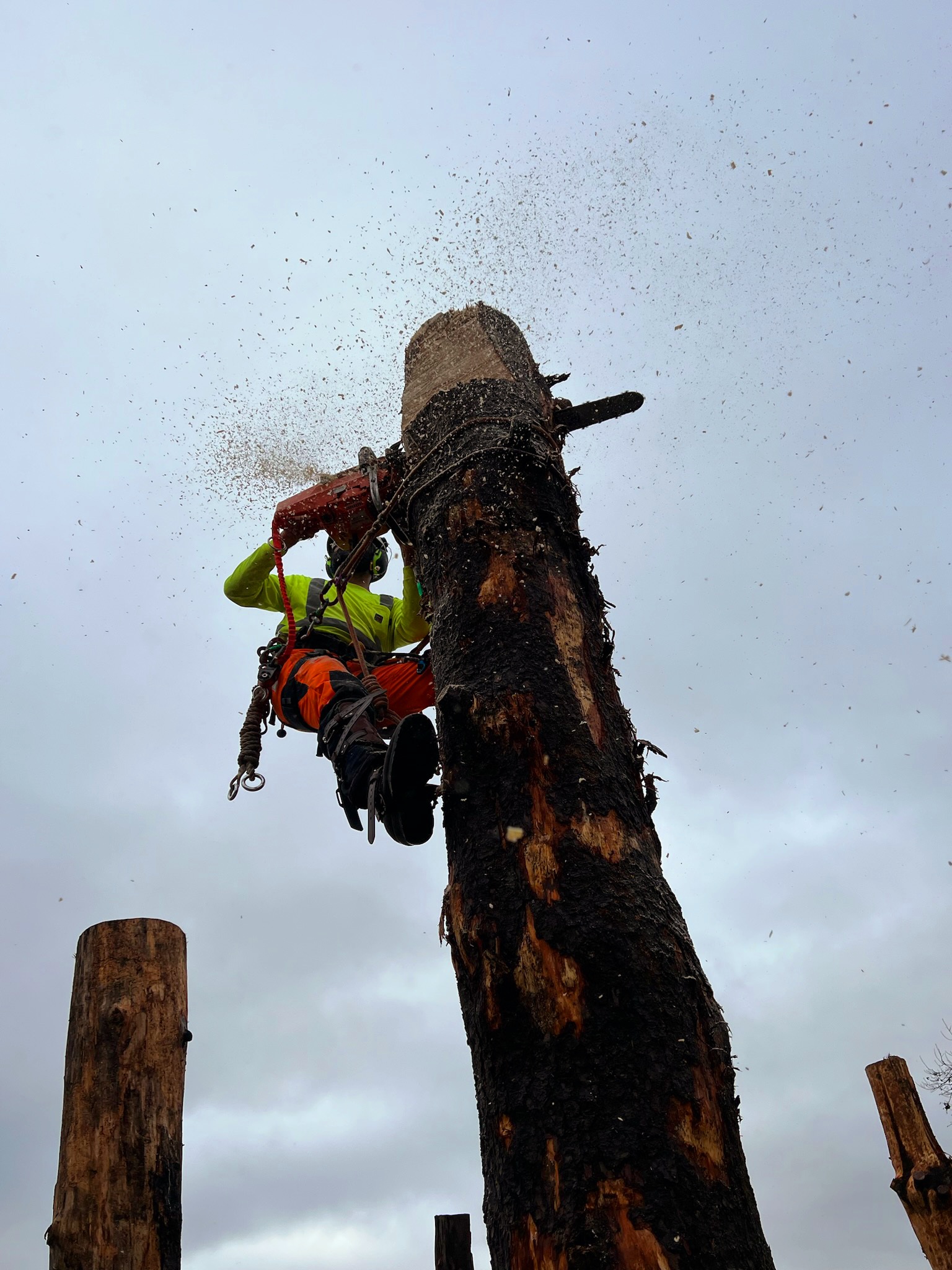 Line Clearance Tree Trimming trainee cutting a tree with a chainsaw action shot